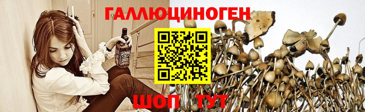 Галлюциногенные грибы Cubensis Королёв